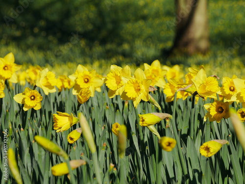 Fototapeta Naklejka Na Ścianę i Meble -  Lovely yellow daffodil flowers blooming in the spring
