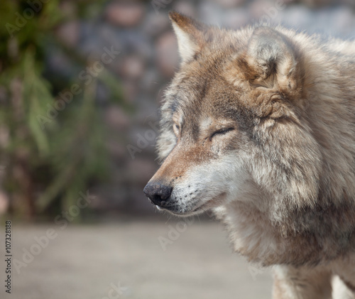 Grey Wolf  Canis lupus  dreaming