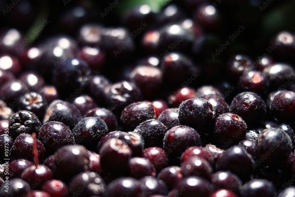 texture of berries chokeberry texture of berries chokeberry