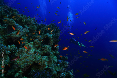 small coral fish underwater © kichigin19