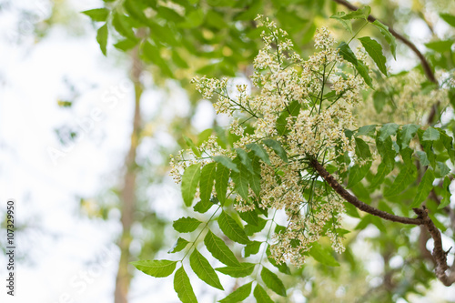 Green Neem leaves
