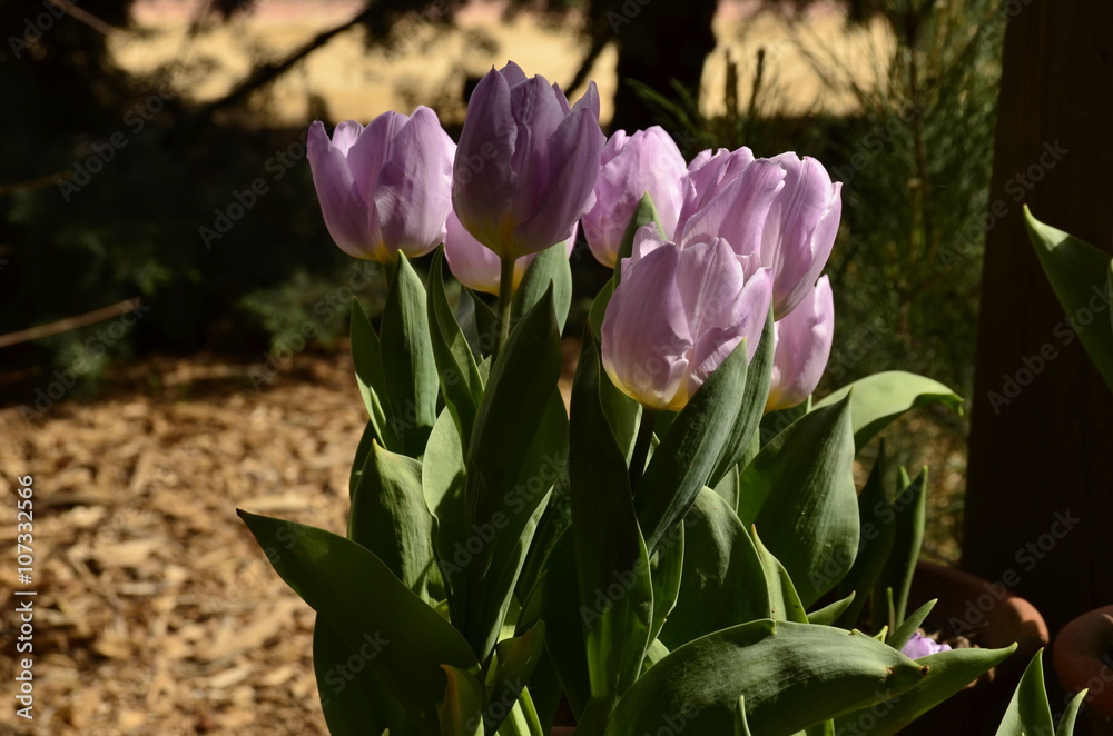 Obraz premium Lilac colour tulip