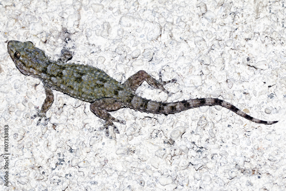 Naklejka premium animal 3169 / Lagarto trepador nocturno.