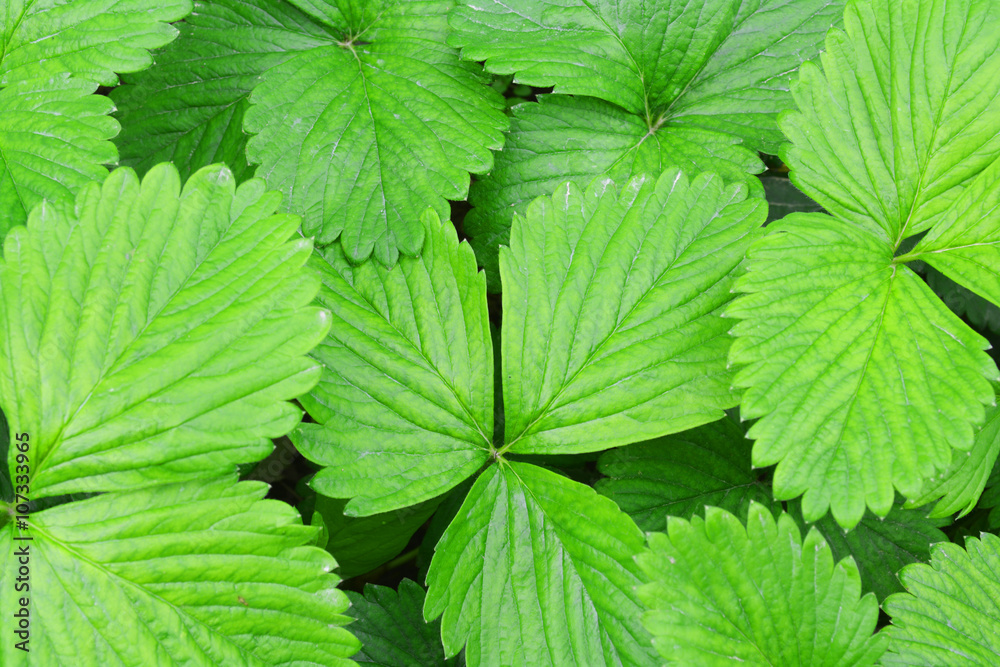 strawberry leaves strawberry leaves