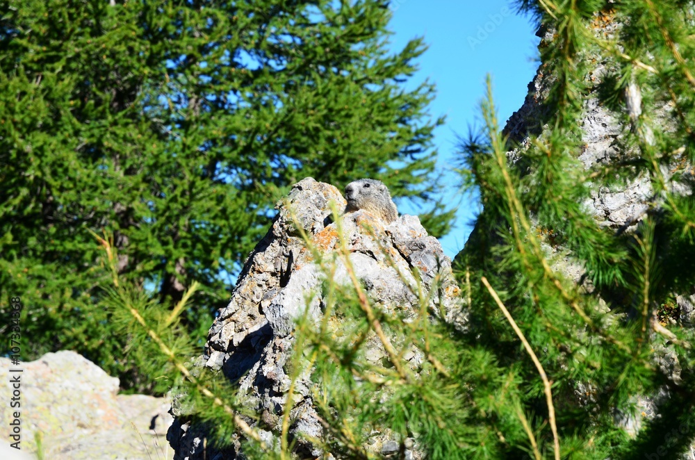 Marmotte dans rochers, lac d'Allos août 2015 Marmotte dans rochers, lac d'Allos août 2015
