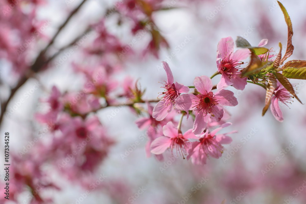 wild himalayan cherry is blooming wild himalayan cherry is blooming