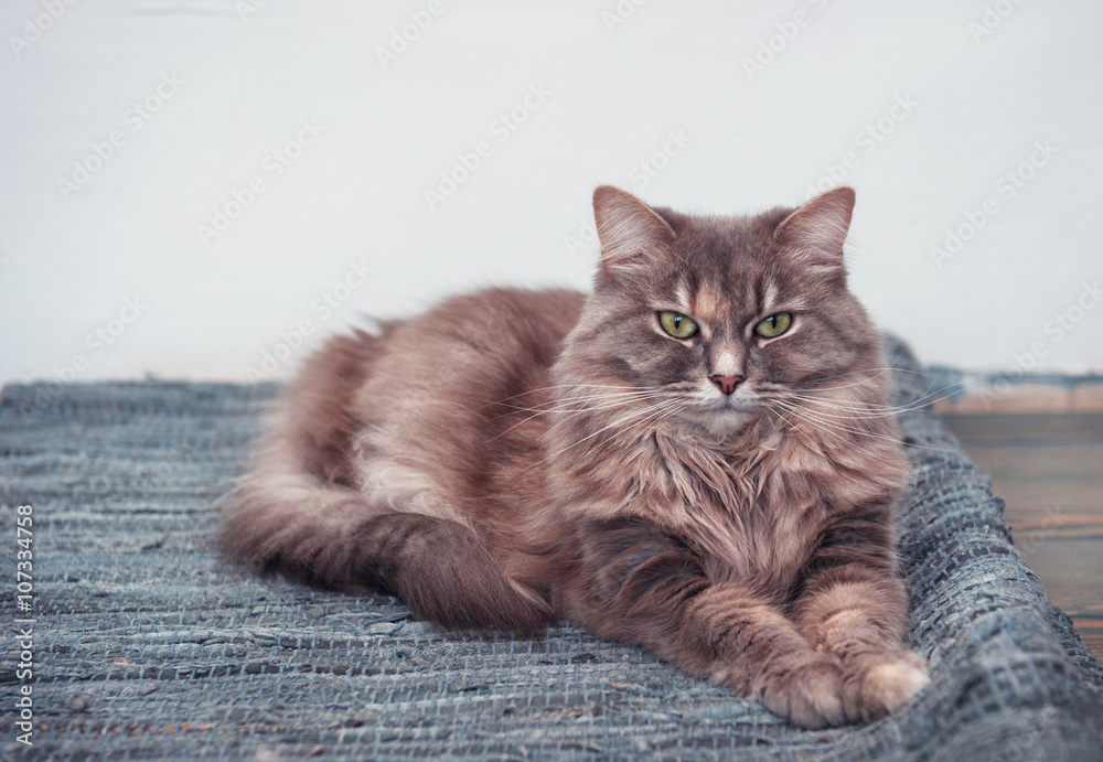 Fluffy cute cat lying on the carpet