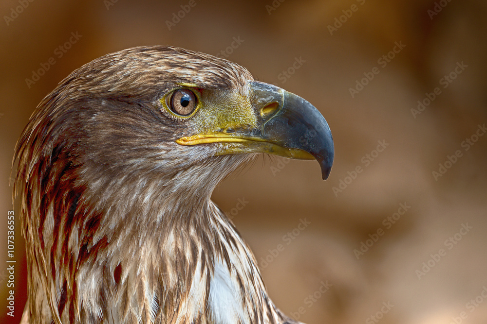 Aquila chrysaetos.Portrait of a golden eagle Aquila chrysaetos.Portrait of a golden eagle