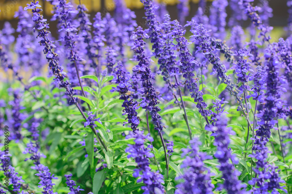 Naklejka premium Blue Salvia (salvia farinacea) flowers