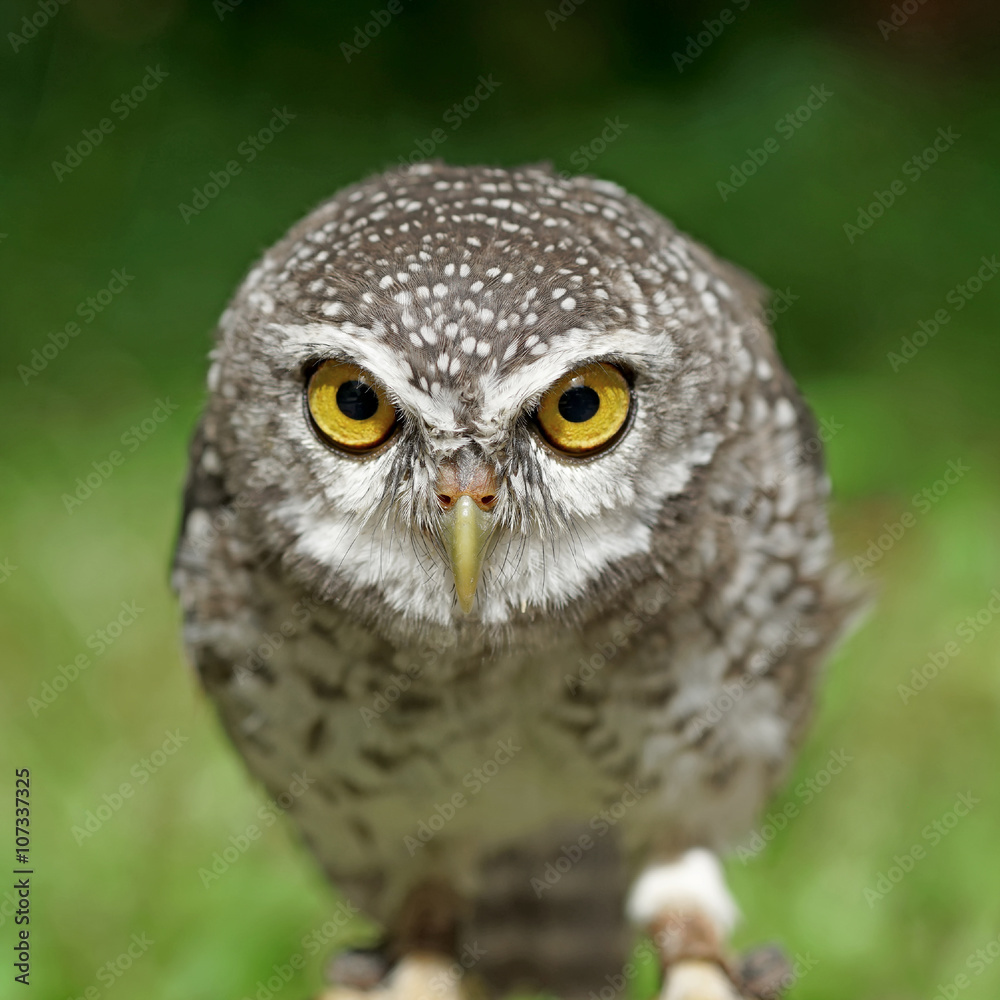 Obraz premium spotted owlet or athene brama bird