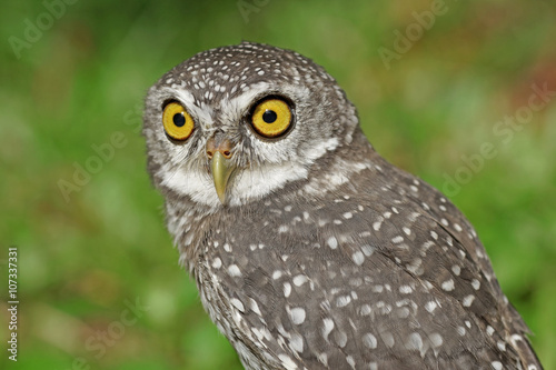 spotted owlet or athene brama bird