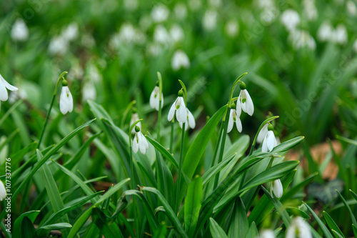 Snowdrop  Galanthus nivalis