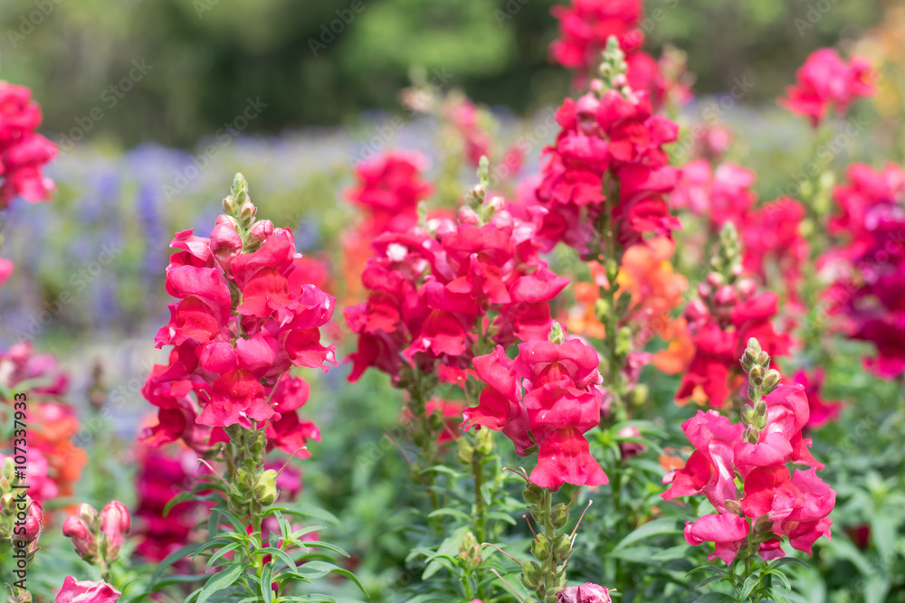 Crimson antirrhinum (snapdragon) pink flower Crimson antirrhinum (snapdragon) pink flower