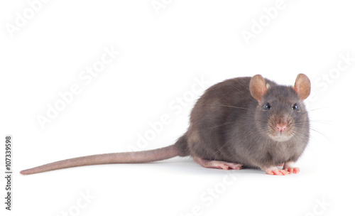  rat