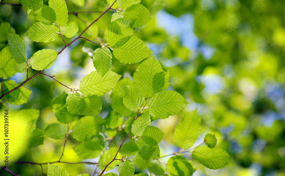 green leaves green leaves