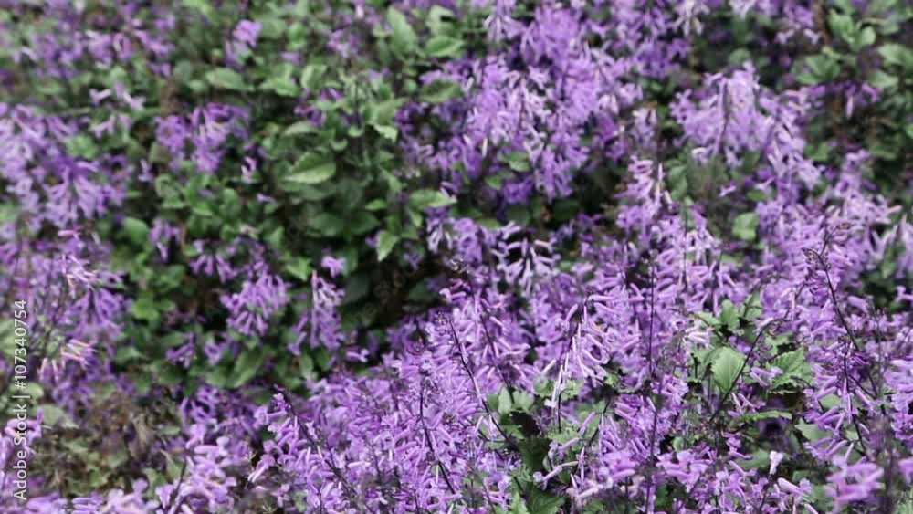 Lavender on the flower farm in the Cameron Highland Lavender on the flower farm in the Cameron Highland