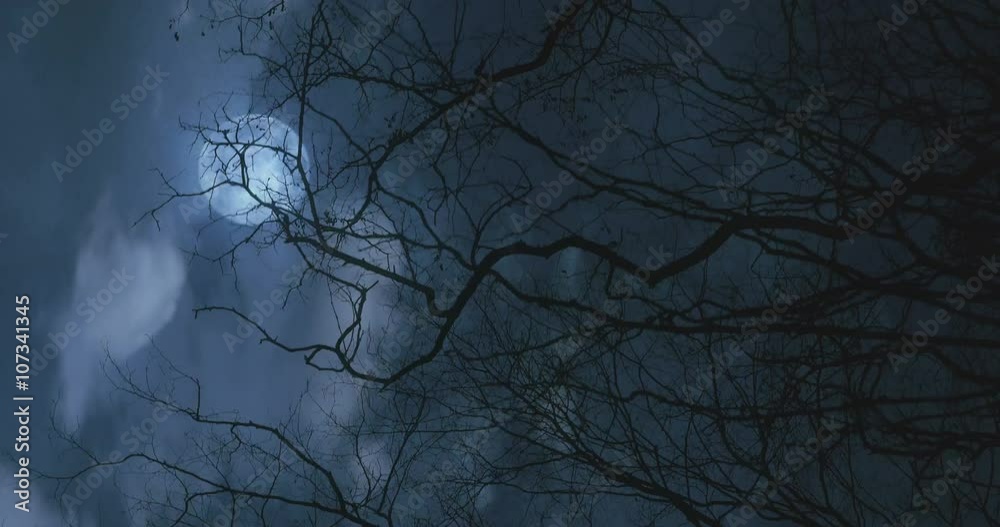 Spooky tree branches passing overhead under a moon lit sky