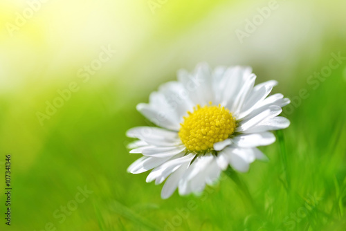Fototapeta Naklejka Na Ścianę i Meble -  Daisy flower in grass. Soft focus. Natural background.