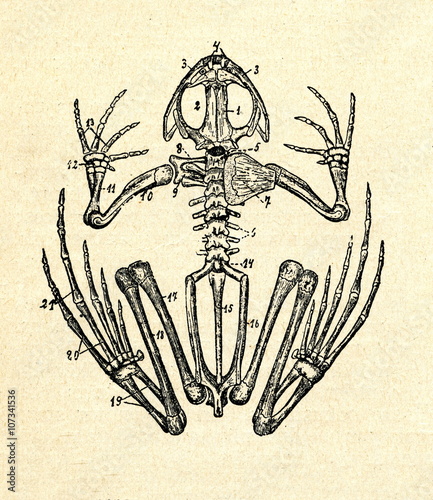 Skeleton of frog  photo