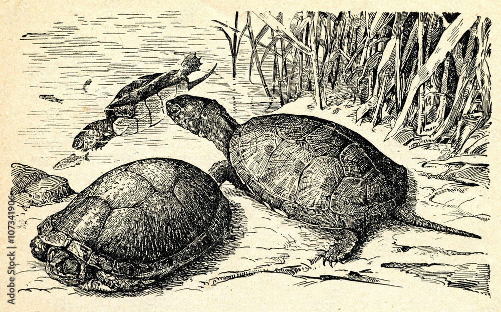 Naklejka premium European pond turtle (Emys orbicularis)