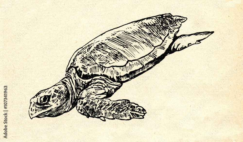 Obraz premium Loggerhead sea turtle (Caretta caretta)