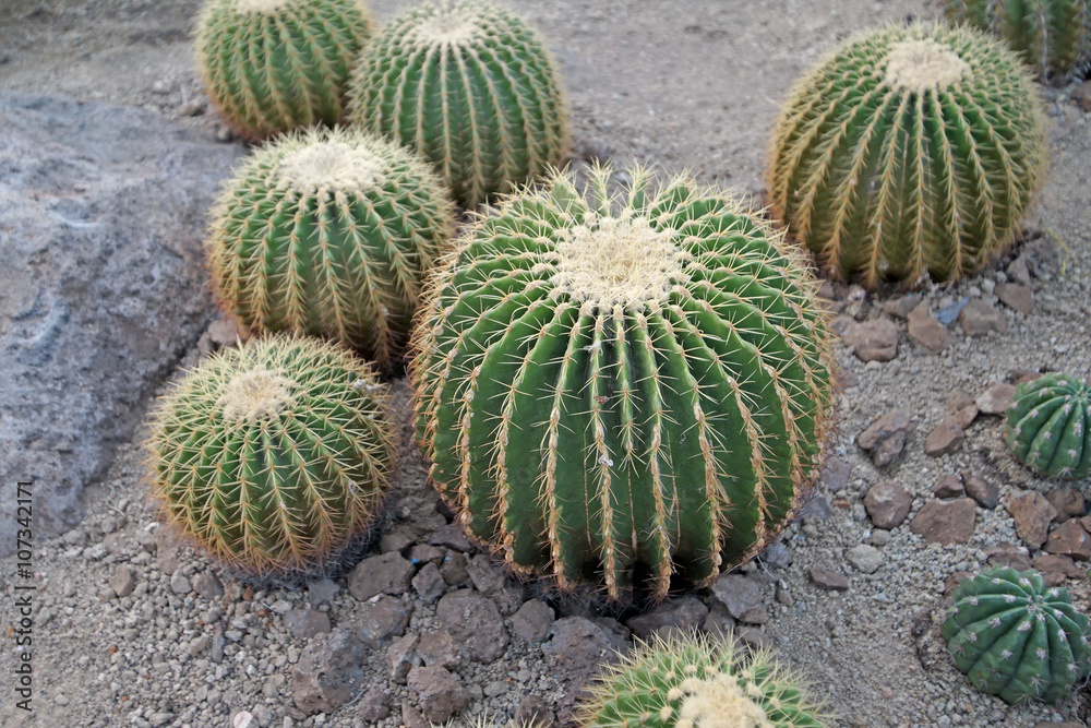 large cactus in the botanical gardens