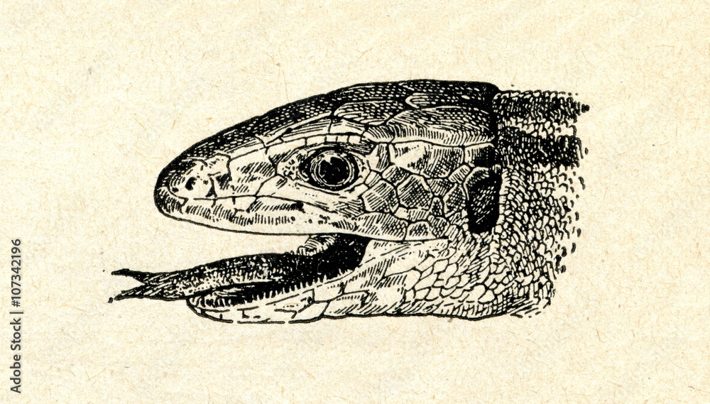 Naklejka premium Head of sand lizard (Lacerta agilis)