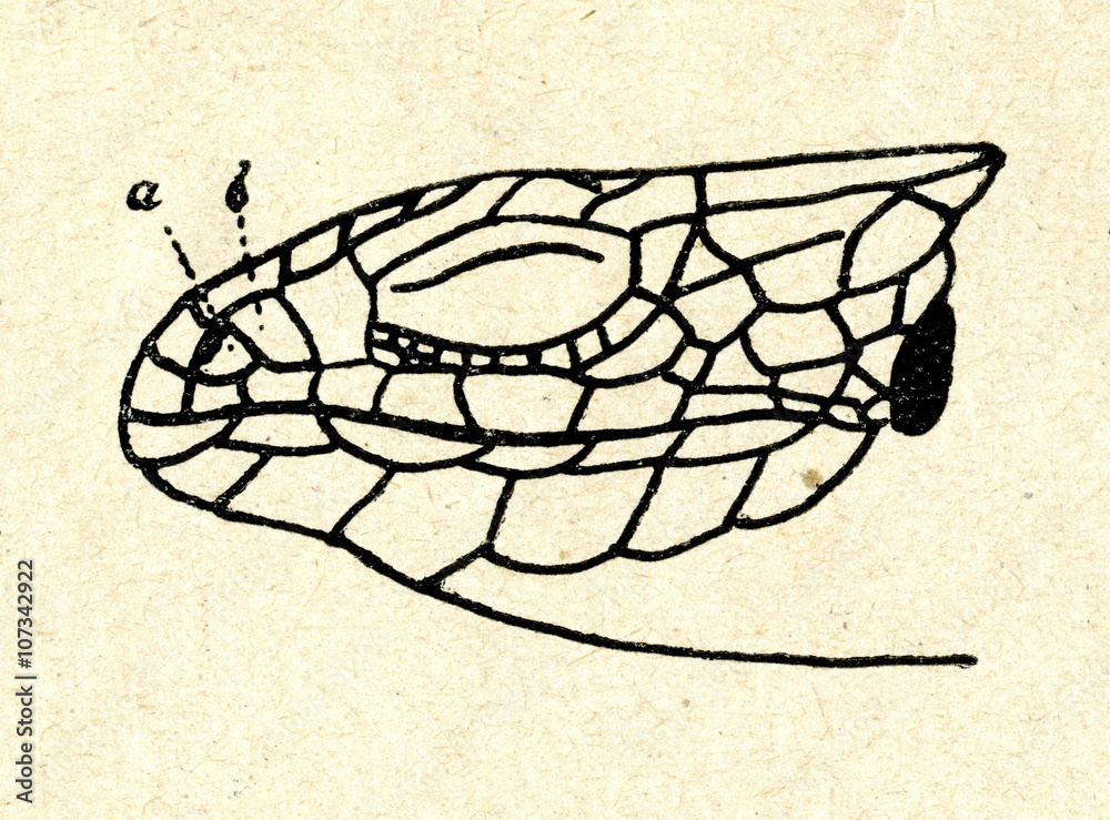 Fototapeta premium Head of viviparous lizard (Zootoca vivipara)