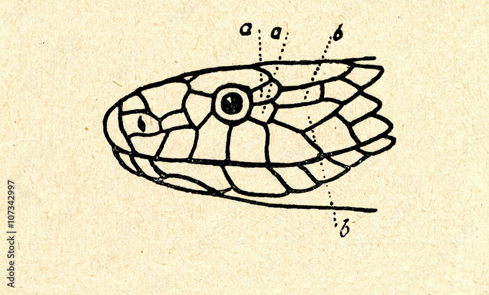 Naklejka premium Head of smooth snake (Coronella austriaca)