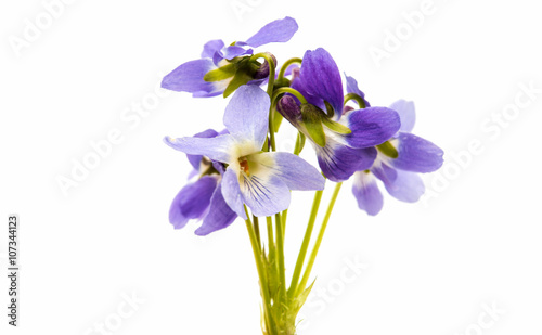 Fototapeta Naklejka Na Ścianę i Meble -  violet flower