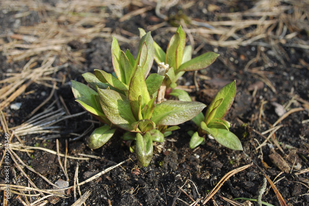 Young green shoots of phlox. Springtime in the garden. Young green shoots of phlox. Springtime in the garden.