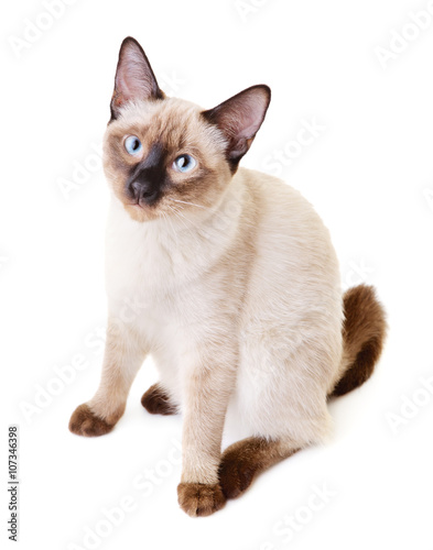 Thai Cat Portrait