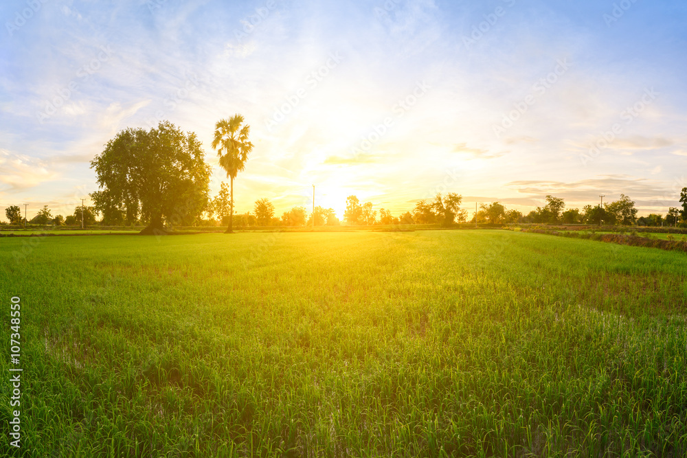 Obraz premium Rice field in morning.