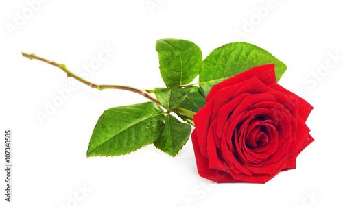 Fototapeta Naklejka Na Ścianę i Meble -  Red Rose Flower