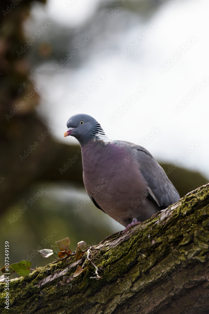 Common Wood Pigeon, Wood Pigeon, Columba palumbus Common Wood Pigeon, Wood Pigeon, Columba palumbus