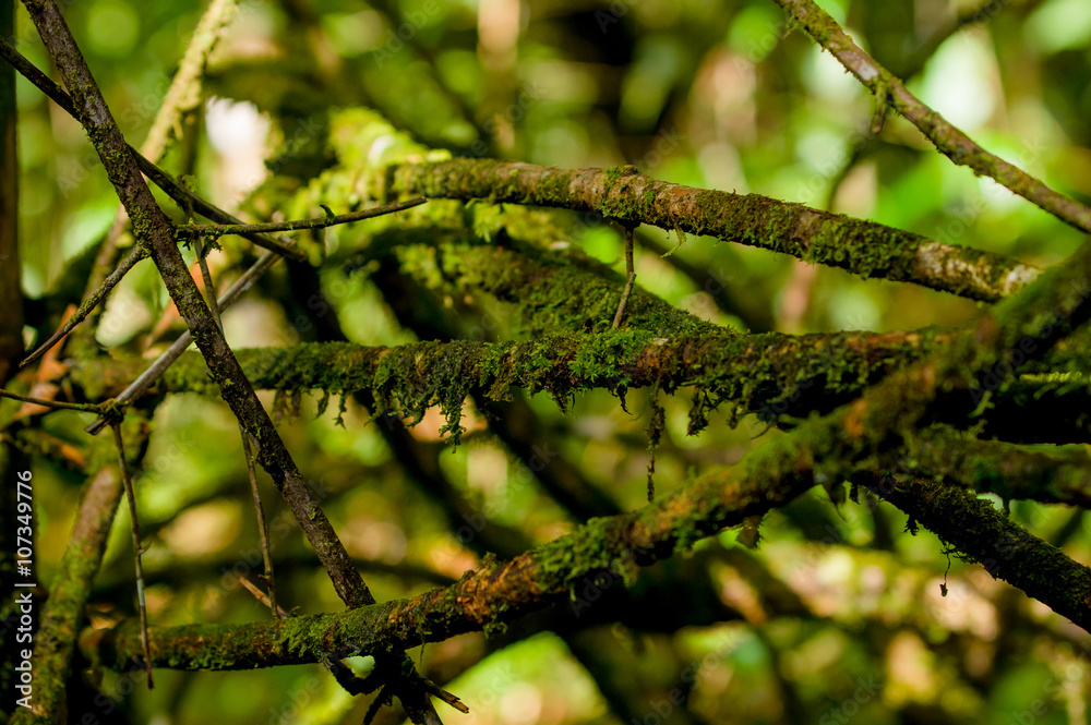 Closeup of brown colored skinny tree, una de gato, branch with green blurry vegetation background