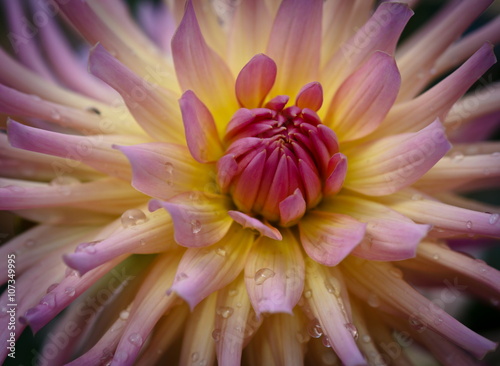 Valokuva Closeup of a beautiful dahlia flower in pink pastel tones