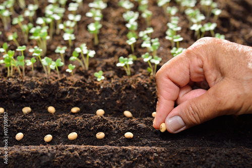 Farmer's hand planting seeds in soil