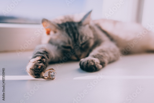 Photography Wedding Ring In Cat's Paws