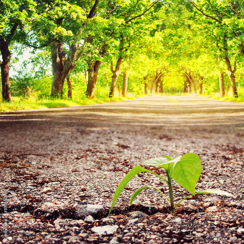 Принти на полотні green plant growing from crack in asphalt at summertime