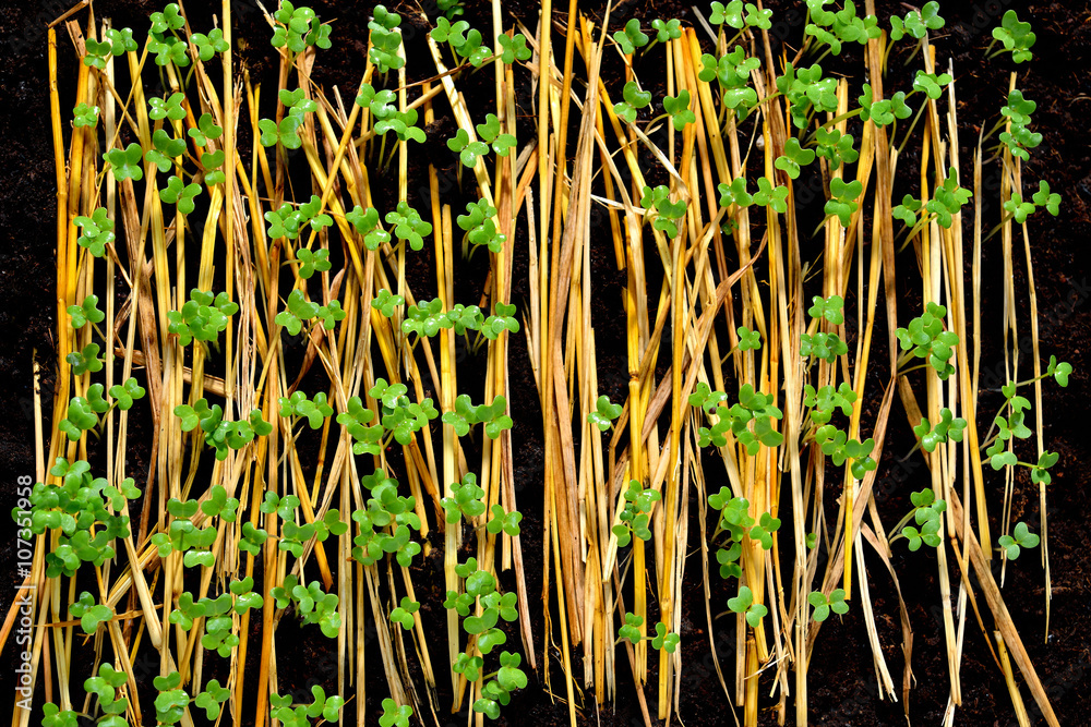 Obraz premium Group of green sprouts growing out from soil 