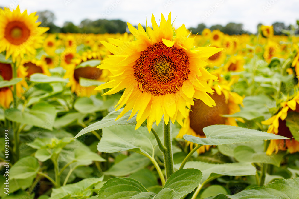 Sunflower field, Provence in southern France. Sunflower field, Provence in southern France.