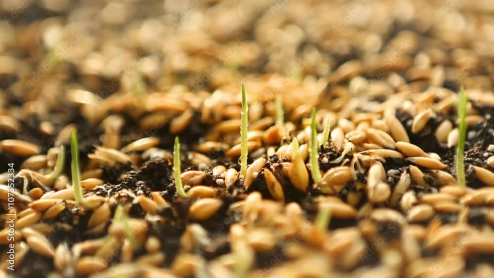 Sowing Wheat Crop. Wheat Green Seeds, a Raw Food Diet. Healthy Vegetarian Food concept: Germination of Wheat at home, Growing and Agriculture. Spring landing. Sowing Wheat Crop. Wheat Green Seeds, a Raw Food Diet. Healthy Vegetarian Food concept: Germination of Wheat at home, Growing and Agriculture. Spring landing.