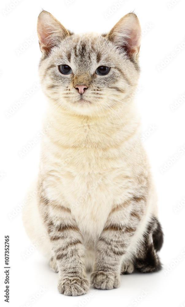 Kitten on a white background Kitten on a white background