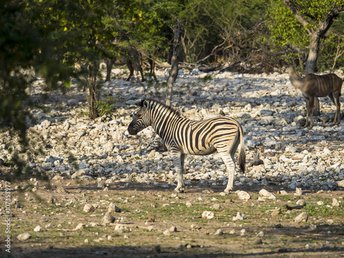 Burchell-Zebra  Equus burchelli   steht in der Steppe  Ongaya Wild Reservat  Outja  Namibia  Afrika