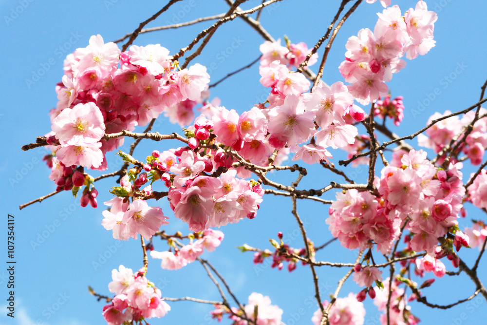 Obraz premium Hanami - Kirschblüte, Zierkirsche blüht mit rosa Blüten im Frühling