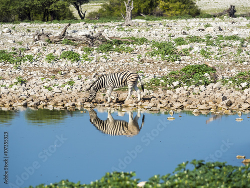 Zebraherde  Burchell-Zebra  Equus quagga burchellii  trinken am Wasser  Okaukuejo lake Etosha-Nationalpark  Namibia  Afrika