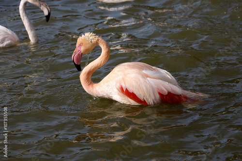 Rosy Flamingo, Phoenicopterus ruber roseus, when bathing