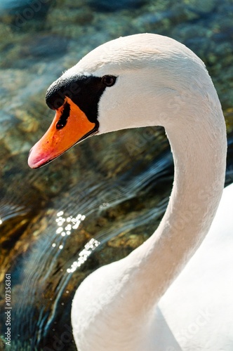 Close-up portrait of a white swan in natural environment. Vertical view. photo