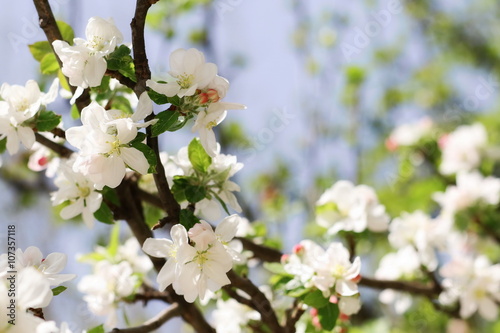 Spring apple blossoms background